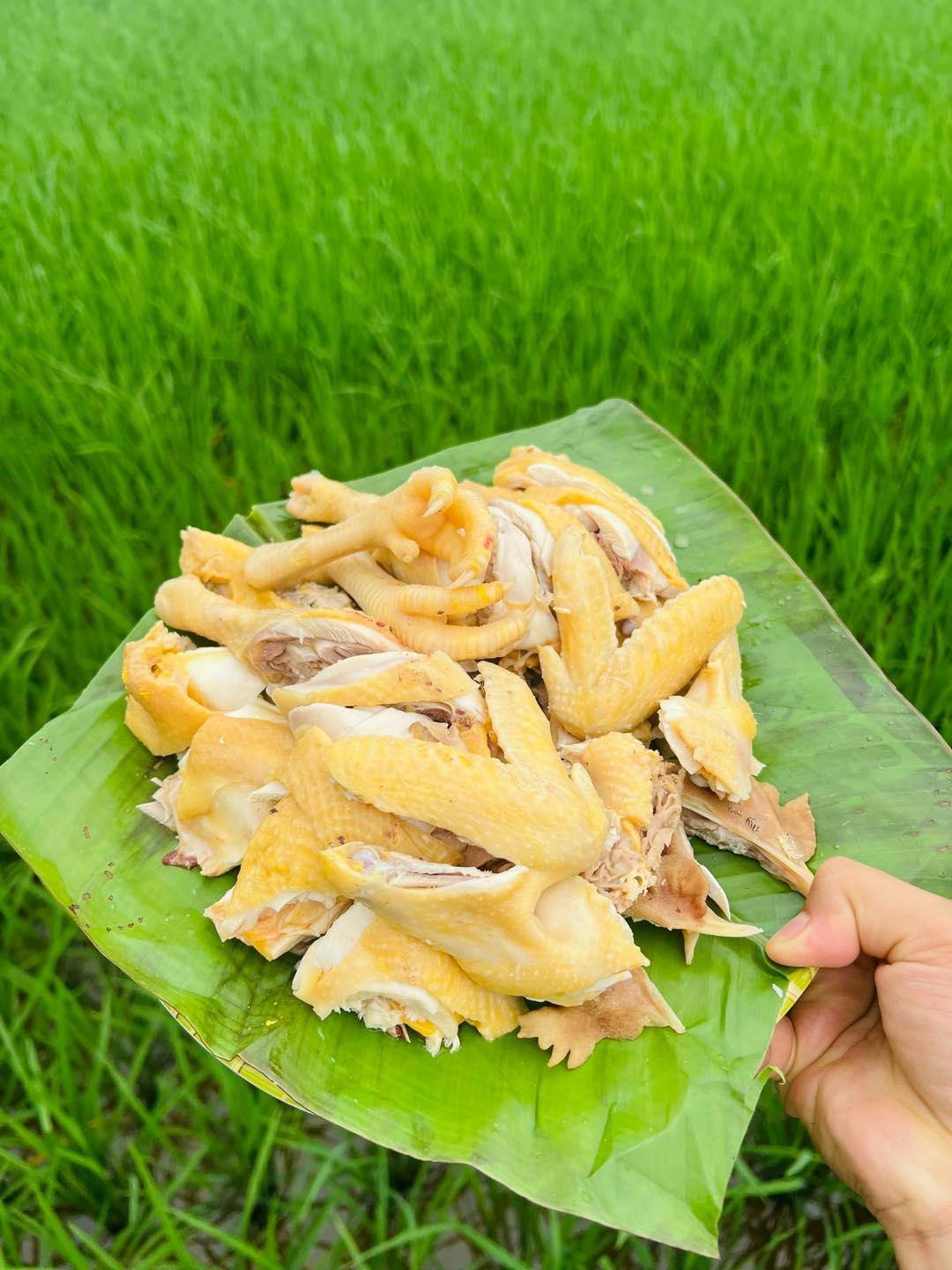 Phát hiện quán cà phê ruộng lúa cực mới, cực chill ngay ở Hà Nội, cách trung tâm chưa đến 30km- Ảnh 11.