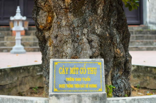 Kỳ lạ cây mít được trồng trên đất "đế vương": Tuổi đời hơn 500 năm, từng bị bom găm nhưng vẫn ra quả đều- Ảnh 4. Kỳ lạ cây mít được trồng trên đất "đế vương": Tuổi đời hơn 500 năm, từng bị bom găm nhưng vẫn ra quả đều- Ảnh 4.