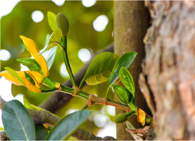 Kỳ lạ cây mít được trồng trên đất "đế vương": Tuổi đời hơn 500 năm, từng bị bom găm nhưng vẫn ra quả đều- Ảnh 3. Kỳ lạ cây mít được trồng trên đất "đế vương": Tuổi đời hơn 500 năm, từng bị bom găm nhưng vẫn ra quả đều- Ảnh 3.