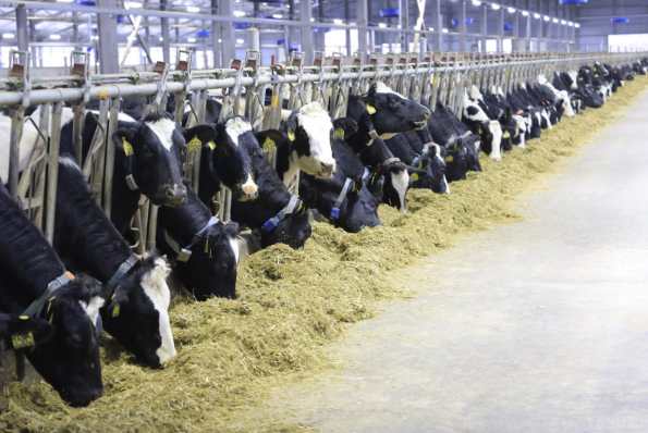 Bức thư một doanh nhân Việt gửi Tổng thống Putin và dự án kỷ lục của nông nghiệp Việt Nam ở nước ngoài- Ảnh 2. Bức thư một doanh nhân Việt gửi Tổng thống Putin và dự án kỷ lục của nông nghiệp Việt Nam ở nước ngoài- Ảnh 2.