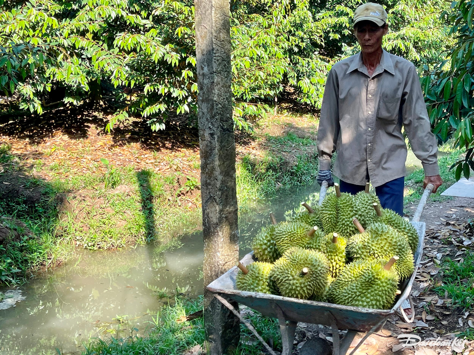 Đặc sản Việt Nam được Trung Quốc chi gần nửa tỷ USD lùng mua, địa phương nào đang nắm "kho báu" lớn nhất?- Ảnh 3.