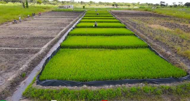 Team châu Phi được Bộ trưởng Nông nghiệp Angola tới tận nơi mua gạo, ông khen một câu tất cả ấm lòng- Ảnh 5. Team châu Phi được Bộ trưởng Nông nghiệp Angola tới tận nơi mua gạo, ông khen một câu tất cả ấm lòng- Ảnh 5.