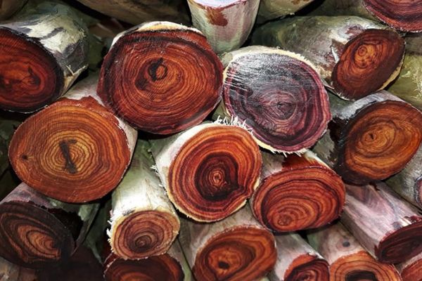 Vùng đất ở Hà Nội trồng loại cây là Vùng đất ở Hà Nội trồng loại cây là