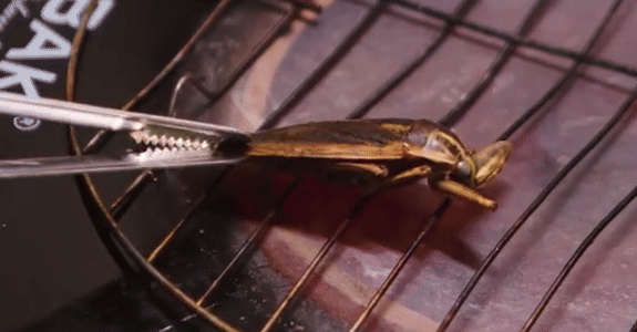 Món bánh cuốn có cả côn trùng của người Việt: Ai không quen nhìn chẳng dám ăn, nghe giá mới bất ngờ- Ảnh 5. Món bánh cuốn có cả côn trùng của người Việt: Ai không quen nhìn chẳng dám ăn, nghe giá mới bất ngờ- Ảnh 5.