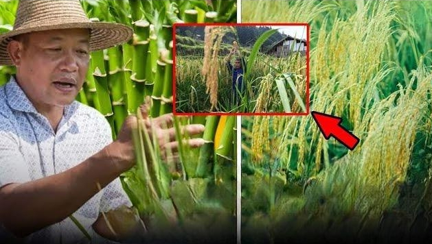 Trung Quốc tạo ra kỳ tích trong lĩnh vực nuôi sống nửa thế giới: Dự án “hạt phượng hoàng” kéo dài 40 năm- Ảnh 1. Trung Quốc tạo ra kỳ tích trong lĩnh vực nuôi sống nửa thế giới: Dự án “hạt phượng hoàng” kéo dài 40 năm- Ảnh 1.