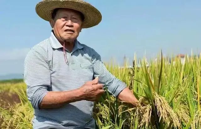 Trung Quốc tạo ra kỳ tích trong lĩnh vực nuôi sống nửa thế giới: Dự án “hạt phượng hoàng” kéo dài 40 năm- Ảnh 3. Trung Quốc tạo ra kỳ tích trong lĩnh vực nuôi sống nửa thế giới: Dự án “hạt phượng hoàng” kéo dài 40 năm- Ảnh 3.