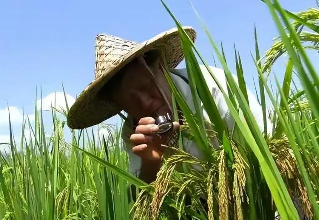 Trung Quốc tạo ra kỳ tích trong lĩnh vực nuôi sống nửa thế giới: Dự án “hạt phượng hoàng” kéo dài 40 năm- Ảnh 8. Trung Quốc tạo ra kỳ tích trong lĩnh vực nuôi sống nửa thế giới: Dự án “hạt phượng hoàng” kéo dài 40 năm- Ảnh 8.
