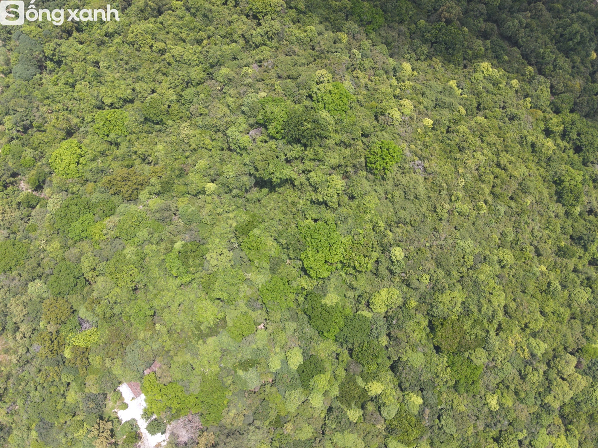 Bí mật về điều cấm kị chưa từng có để giữ "báu vật" hàng trăm năm tuổi ở khu rừng hiếm bậc nhất Việt Nam- Ảnh 3. Bí mật về điều cấm kị chưa từng có để giữ "báu vật" hàng trăm năm tuổi ở khu rừng hiếm bậc nhất Việt Nam - Ảnh 3.