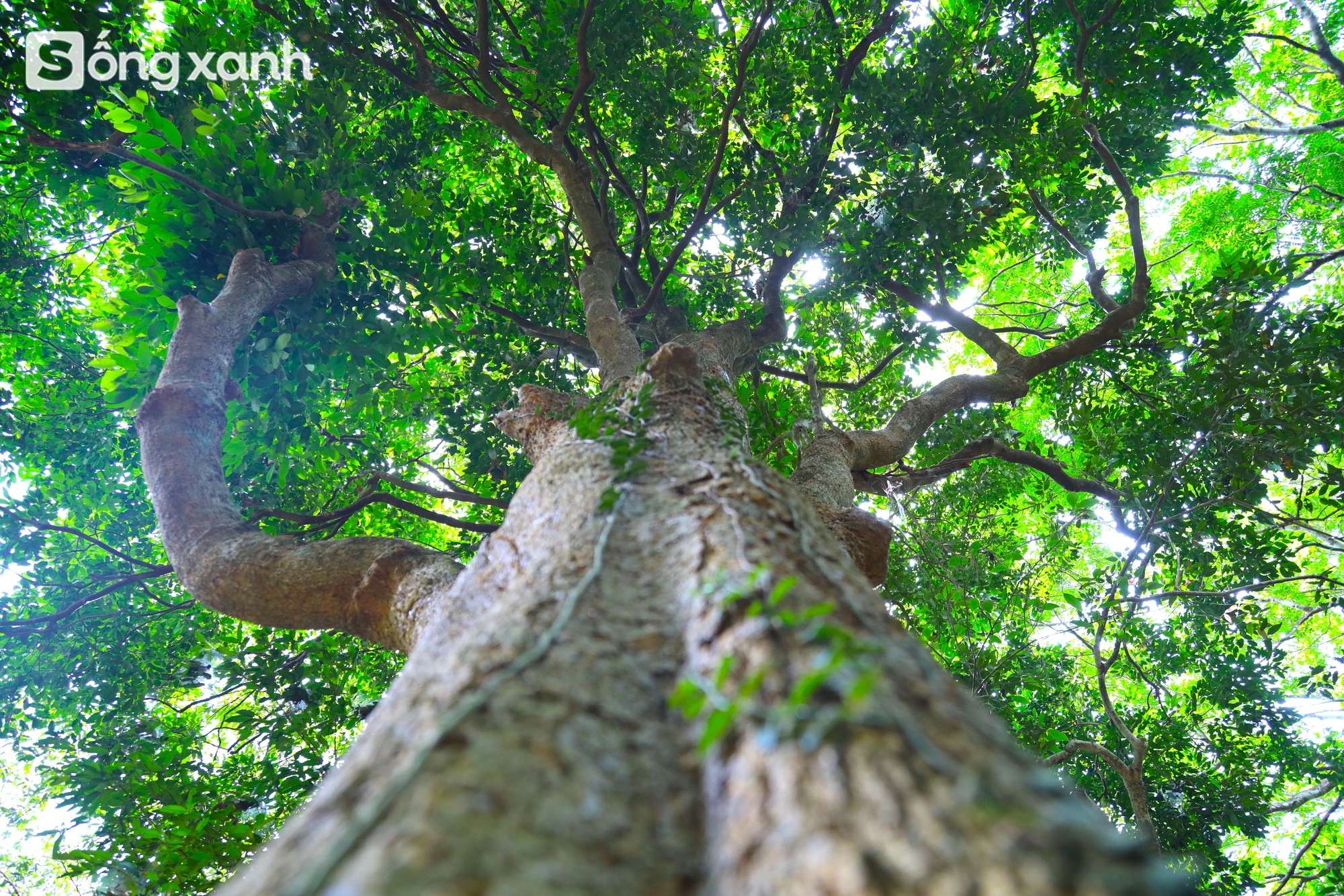 Bí mật về điều cấm kị chưa từng có để giữ "báu vật" hàng trăm năm tuổi ở khu rừng hiếm bậc nhất Việt Nam- Ảnh 9. Bí mật về điều cấm kị chưa từng có để giữ "báu vật" hàng trăm năm tuổi ở khu rừng hiếm bậc nhất Việt Nam - Ảnh 12.