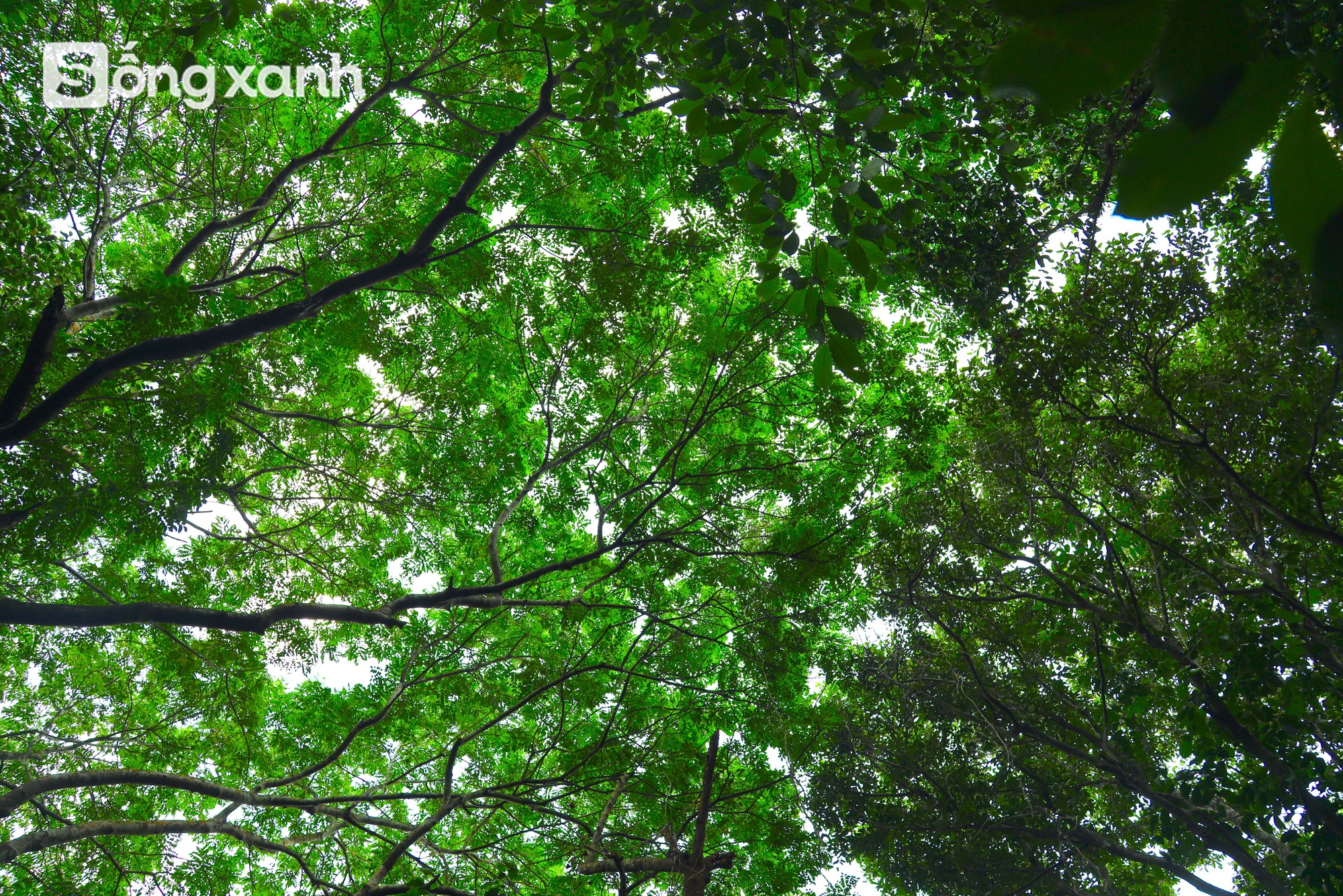 Bí mật về điều cấm kị chưa từng có để giữ "báu vật" hàng trăm năm tuổi ở khu rừng hiếm bậc nhất Việt Nam- Ảnh 10. Bí mật về điều cấm kị chưa từng có để giữ "báu vật" hàng trăm năm tuổi ở khu rừng hiếm bậc nhất Việt Nam - Ảnh 13.