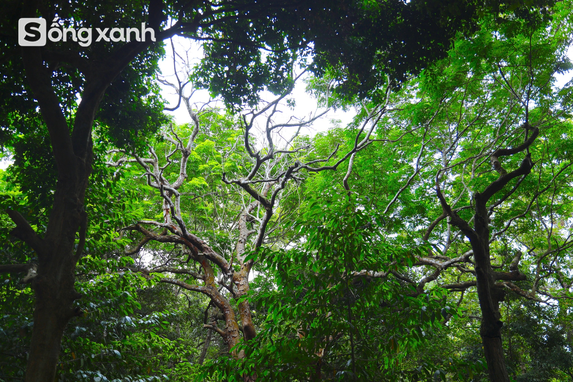 Bí mật về điều cấm kị chưa từng có để giữ "báu vật" hàng trăm năm tuổi ở khu rừng hiếm bậc nhất Việt Nam- Ảnh 11. Bí mật về điều cấm kị chưa từng có để giữ "báu vật" hàng trăm năm tuổi ở khu rừng hiếm bậc nhất Việt Nam - Ảnh 14.