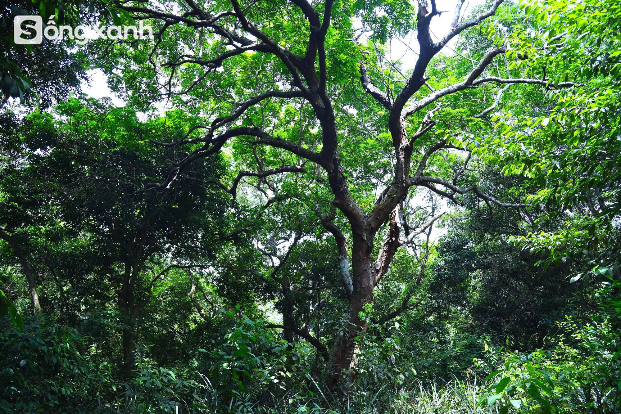 Bí mật về điều cấm kị chưa từng có để giữ "báu vật" hàng trăm năm tuổi ở khu rừng hiếm bậc nhất Việt Nam- Ảnh 13. Bí mật về điều cấm kị chưa từng có để giữ "báu vật" hàng trăm năm tuổi ở khu rừng hiếm bậc nhất Việt Nam - Ảnh 16.
