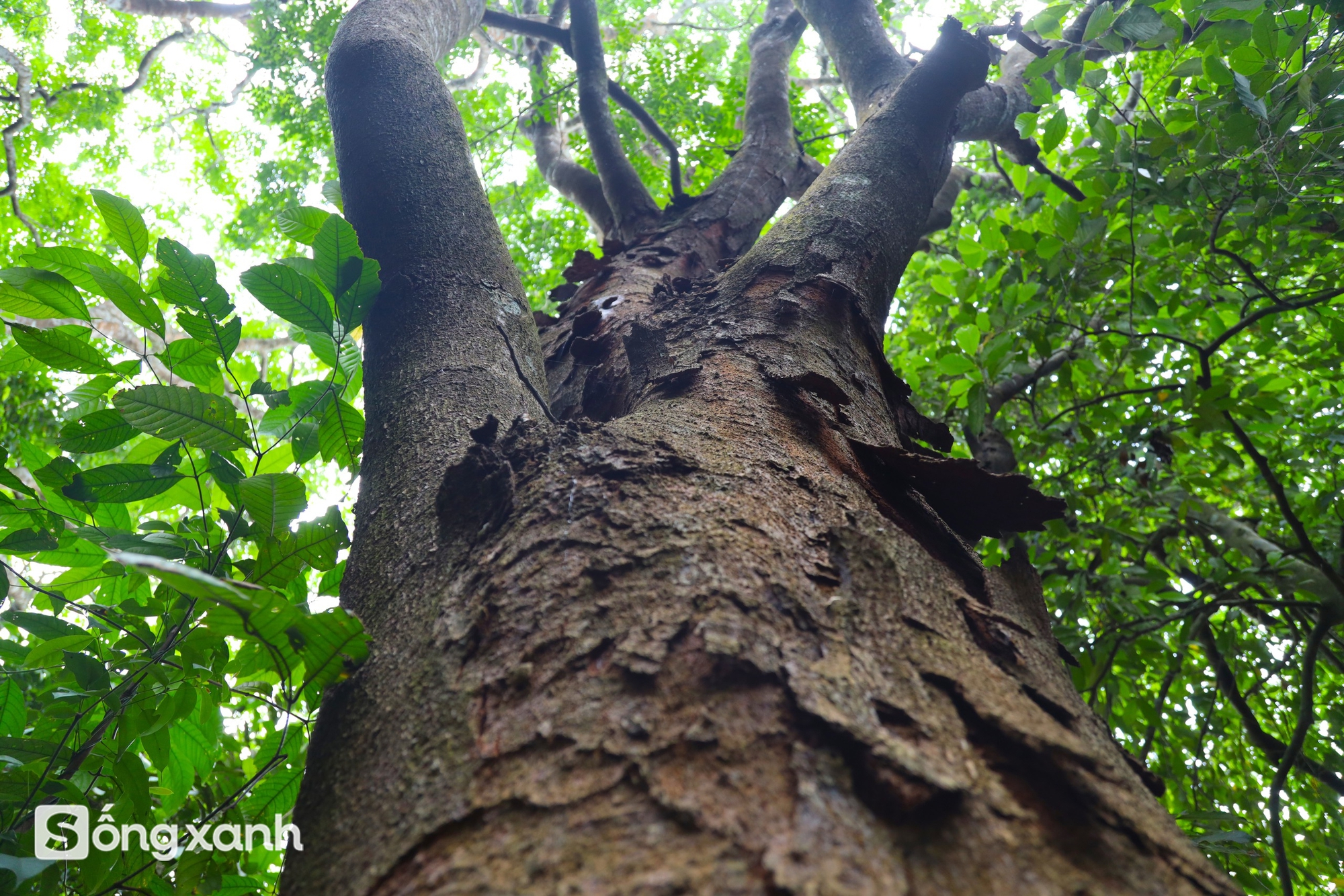 Bí mật về điều cấm kị chưa từng có để giữ "báu vật" hàng trăm năm tuổi ở khu rừng hiếm bậc nhất Việt Nam- Ảnh 14. Bí mật về điều cấm kị chưa từng có để giữ "báu vật" hàng trăm năm tuổi ở khu rừng hiếm bậc nhất Việt Nam - Ảnh 17.