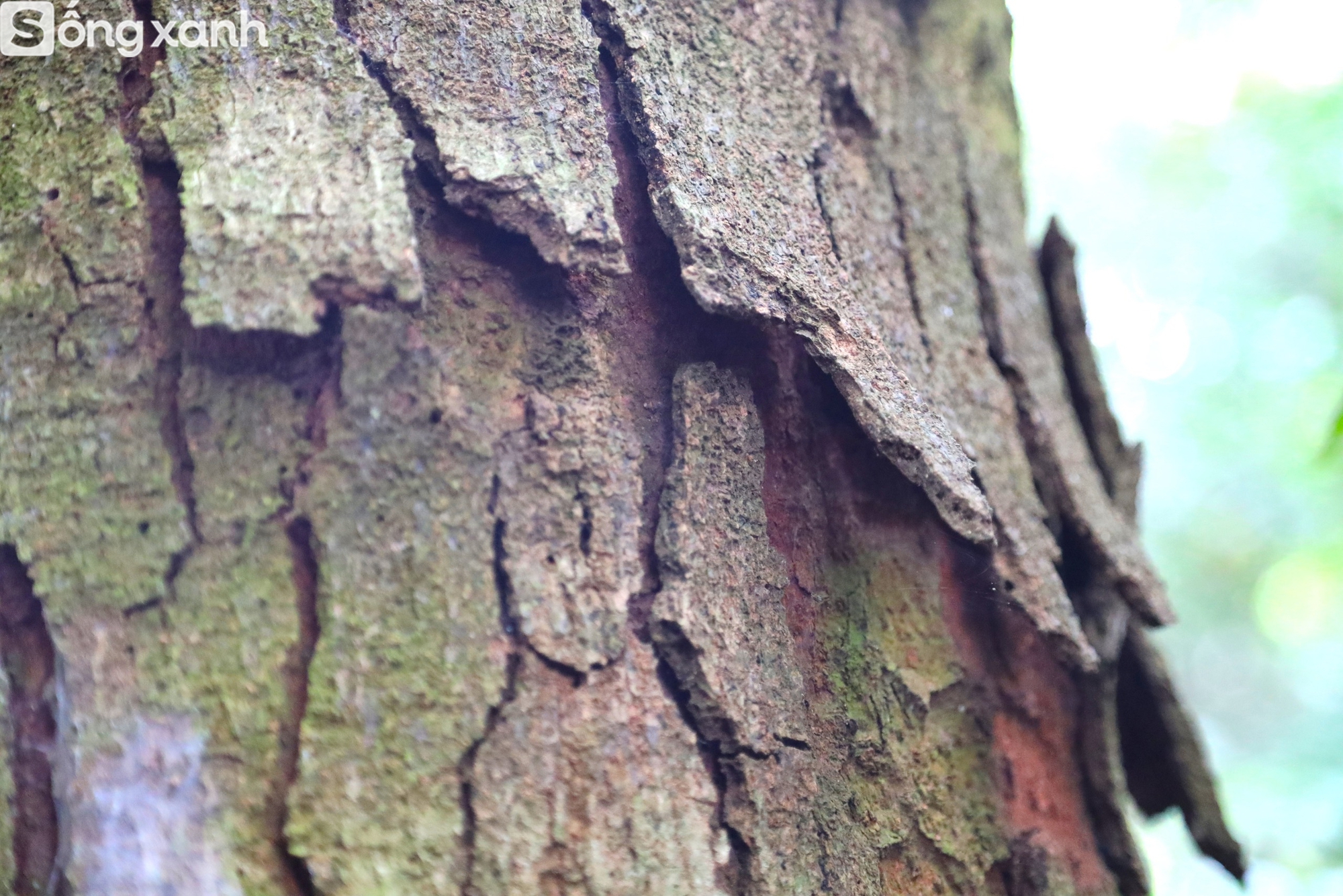 Bí mật về điều cấm kị chưa từng có để giữ "báu vật" hàng trăm năm tuổi ở khu rừng hiếm bậc nhất Việt Nam- Ảnh 15. Bí mật về điều cấm kị chưa từng có để giữ "báu vật" hàng trăm năm tuổi ở khu rừng hiếm bậc nhất Việt Nam - Ảnh 18.