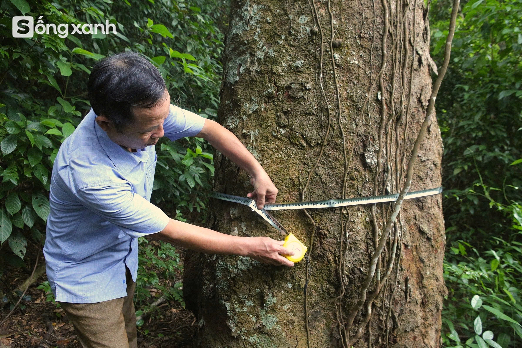 Bí mật về điều cấm kị chưa từng có để giữ "báu vật" hàng trăm năm tuổi ở khu rừng hiếm bậc nhất Việt Nam- Ảnh 17. Bí mật về điều cấm kị chưa từng có để giữ "báu vật" hàng trăm năm tuổi ở khu rừng hiếm bậc nhất Việt Nam - Ảnh 20.