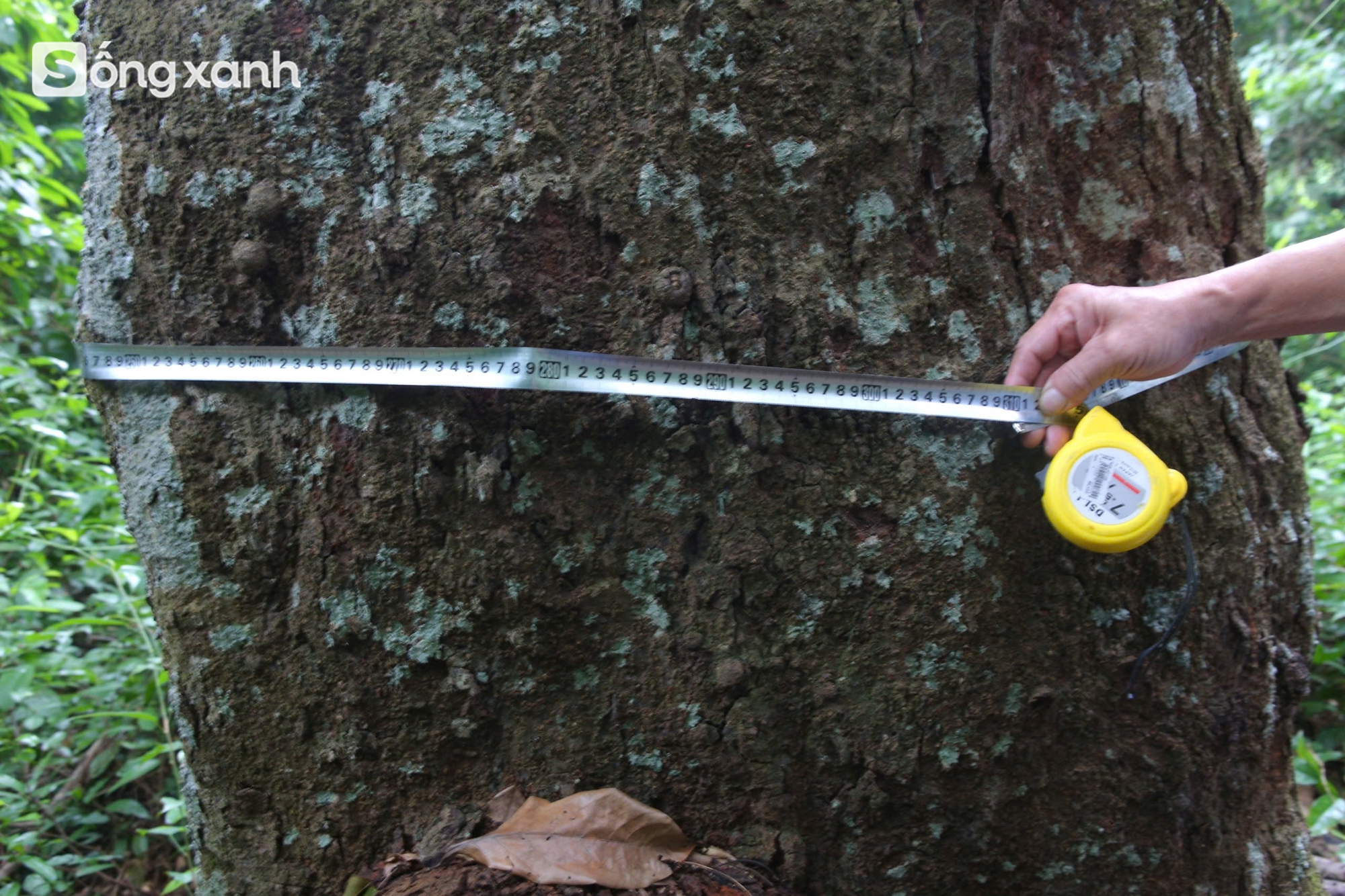 Bí mật về điều cấm kị chưa từng có để giữ "báu vật" hàng trăm năm tuổi ở khu rừng hiếm bậc nhất Việt Nam- Ảnh 18. Bí mật về điều cấm kị chưa từng có để giữ "báu vật" hàng trăm năm tuổi ở khu rừng hiếm bậc nhất Việt Nam - Ảnh 21.