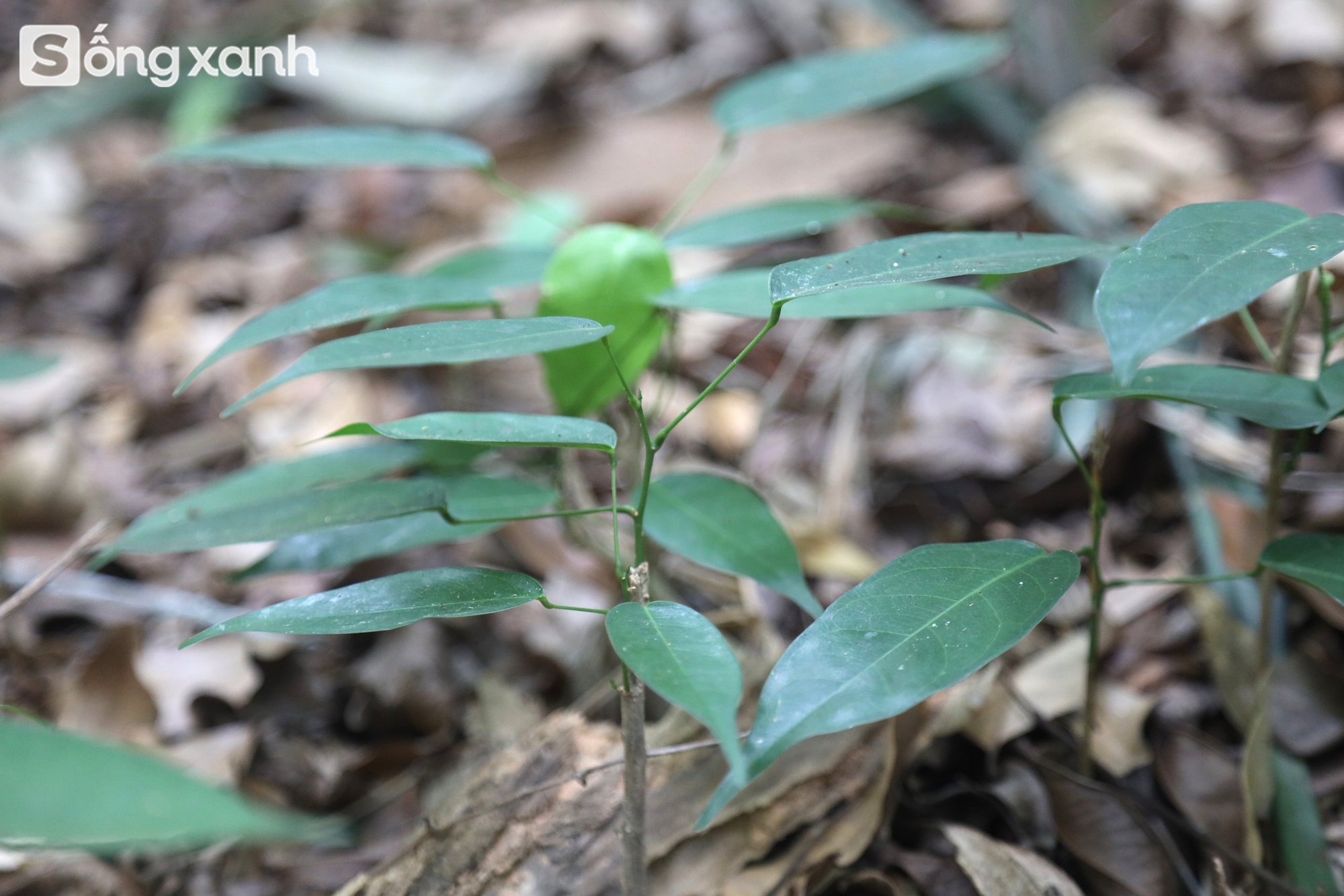 Bí mật về điều cấm kị chưa từng có để giữ "báu vật" hàng trăm năm tuổi ở khu rừng hiếm bậc nhất Việt Nam- Ảnh 19. Bí mật về điều cấm kị chưa từng có để giữ "báu vật" hàng trăm năm tuổi ở khu rừng hiếm bậc nhất Việt Nam - Ảnh 22.