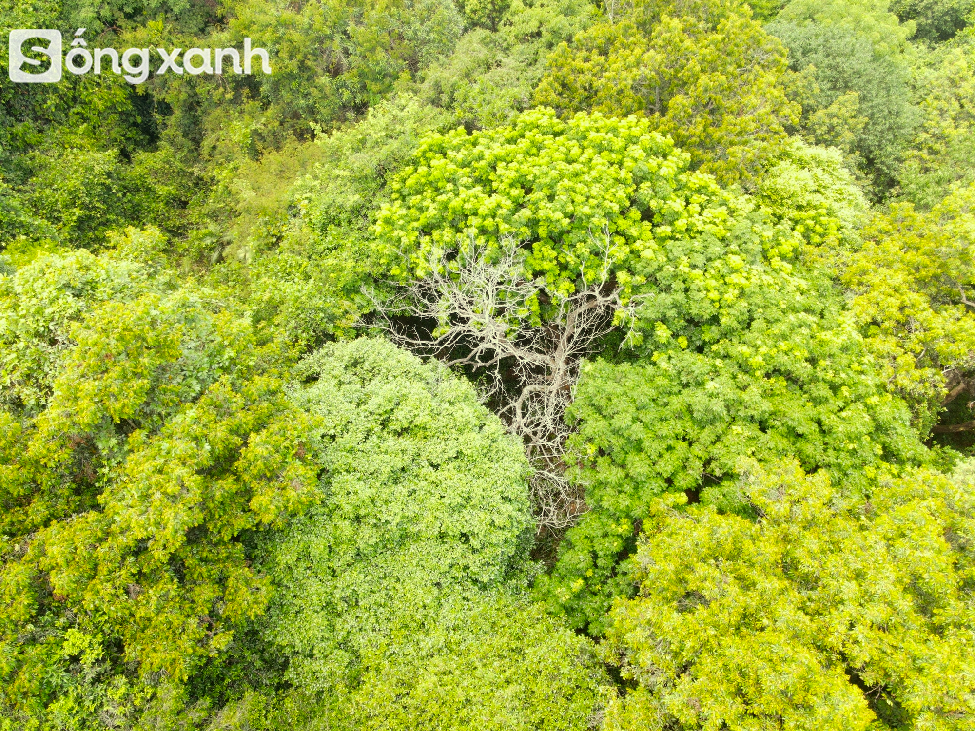 Bí mật về điều cấm kị chưa từng có để giữ "báu vật" hàng trăm năm tuổi ở khu rừng hiếm bậc nhất Việt Nam - Ảnh 19.