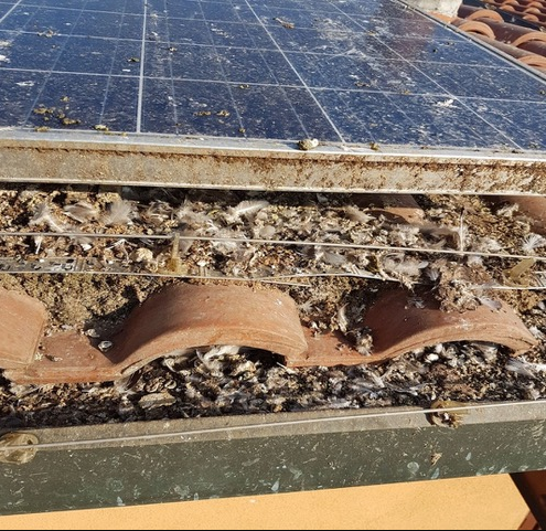 Thấy chim bồ câu "làm hại" mái nhà, người đàn ông phát minh ra sản phẩm khiến hơn 1.300 công ty đặt mua- Ảnh 2. Thấy chim bồ câu "làm hại" mái nhà, người đàn ông phát minh ra sản phẩm khiến hơn 1.300 công ty đặt mua- Ảnh 2.