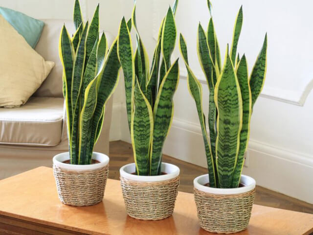 4 loại cây cảnh vừa giảm nhiệt ngày nóng lại ''nịnh'' Thần tài, được người giàu coi như ''báu vật''- Ảnh 1. 4 loại cây cảnh vừa giảm nhiệt ngày nóng lại ''nịnh'' Thần tài, được người giàu coi như ''báu vật''- Ảnh 1.
