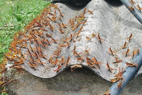 Châu chấu Châu chấu