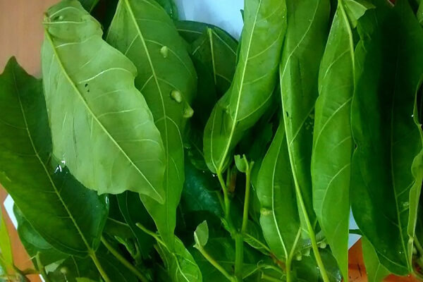 Việt Nam có 2 loại lá phơi khô là Việt Nam có 2 loại lá phơi khô là