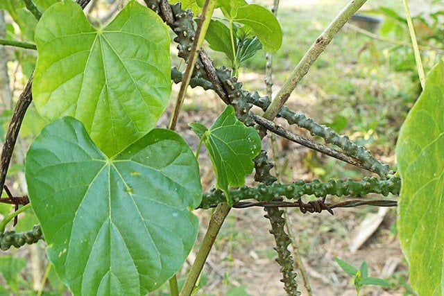 Việt Nam có 1 loại cây dây là dược liệu quý giúp hạ đường huyết và chống oxy hóa hiệu quả- Ảnh 1. Việt Nam có 1 loại cây dây là dược liệu quý giúp hạ đường huyết và chống oxy hóa hiệu quả- Ảnh 1.