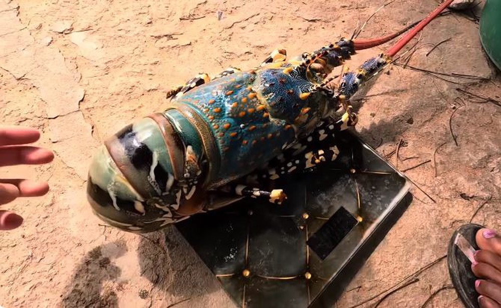 Gã ăn mày” người Hải Dương tiết lộ về nơi chỉ người nghèo mới ăn tôm hùm, ra biển sai ngày có thể rắc rối lớn - Ảnh 4.