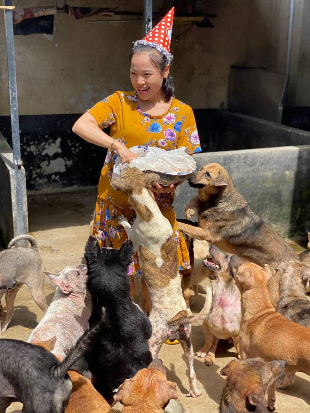 Bận chăm 600 chú chó, mèo, con dâu tuyên bố không sinh con - Ảnh 3.