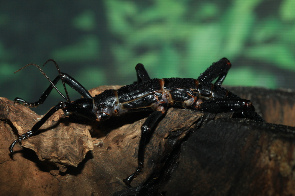 Loài vật nghi tuyệt chủng hơn 100 năm bỗng hồi sinh ngoạn mục khiến các nhà khoa học vui mừng khôn xiết - Ảnh 3.