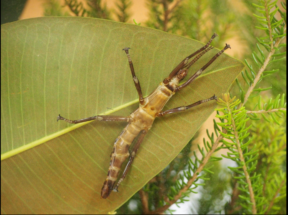 Loài vật nghi tuyệt chủng hơn 100 năm bỗng hồi sinh ngoạn mục khiến các nhà khoa học vui mừng khôn xiết - Ảnh 4.