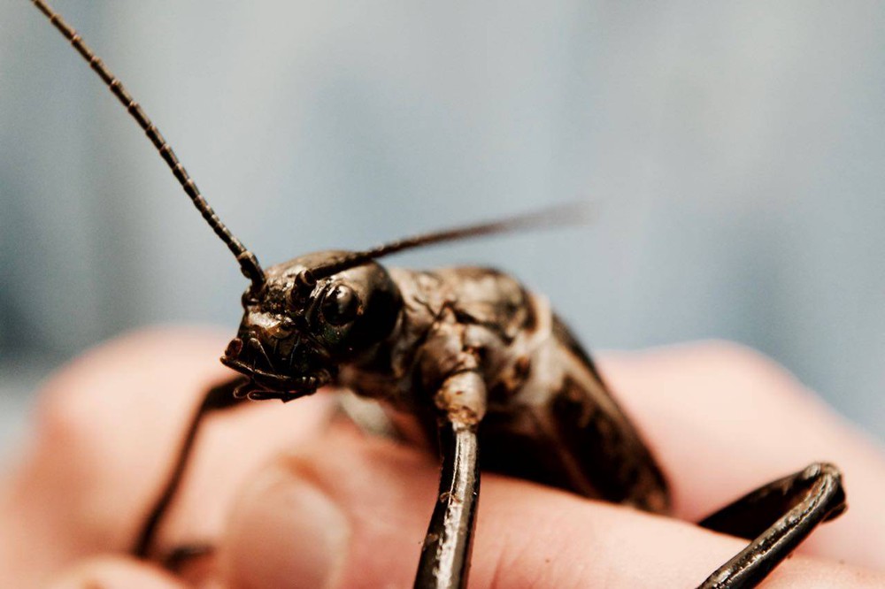 Loài vật nghi tuyệt chủng hơn 100 năm bỗng hồi sinh ngoạn mục khiến các nhà khoa học vui mừng khôn xiết - Ảnh 7.