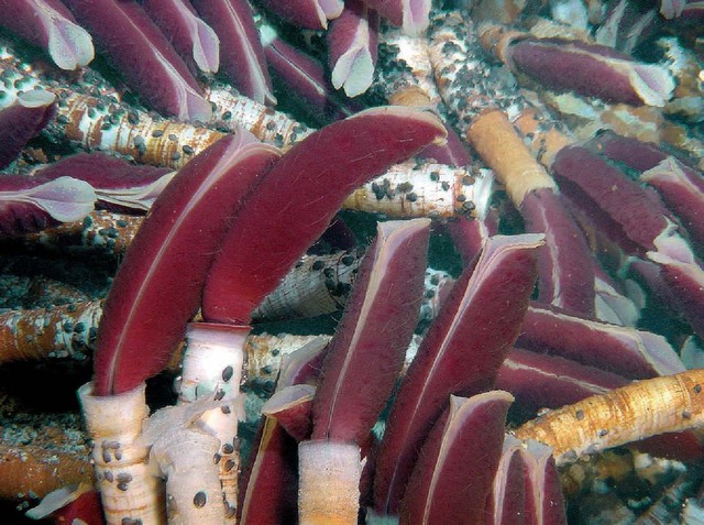 Giun Pompeii: Bí ẩn về sinh vật mà dung nham cũng không thể giết chết!- Ảnh 4. Giun Pompeii: Bí ẩn về sinh vật mà dung nham cũng không thể giết chết!- Ảnh 4.