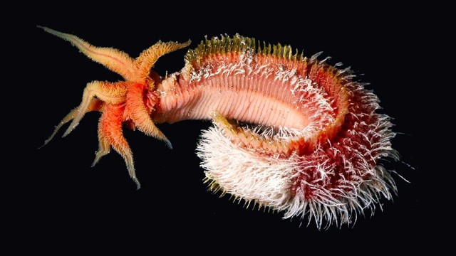 Giun Pompeii: Bí ẩn về sinh vật mà dung nham cũng không thể giết chết!- Ảnh 1. Giun Pompeii: Bí ẩn về sinh vật mà dung nham cũng không thể giết chết!- Ảnh 1.