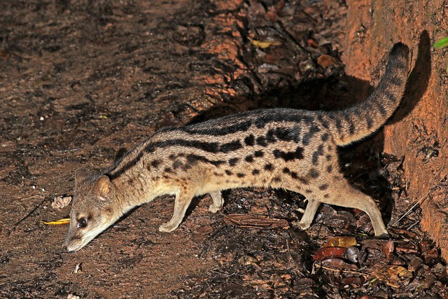 Hé lộ bí ẩn đằng sau quá trình giao phối kéo dài 8 giờ của loài cầy hương Madagascar, loài có thời gian giao phối lâu nhất hành tinh! - Ảnh 2.