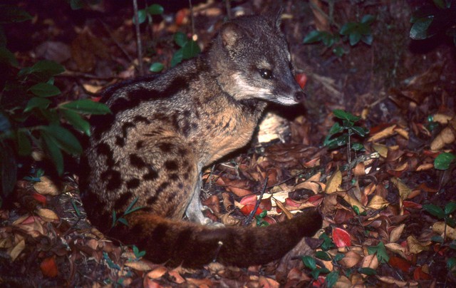 Hé lộ bí ẩn đằng sau quá trình giao phối kéo dài 8 giờ của loài cầy hương Madagascar, loài có thời gian giao phối lâu nhất hành tinh! - Ảnh 1.