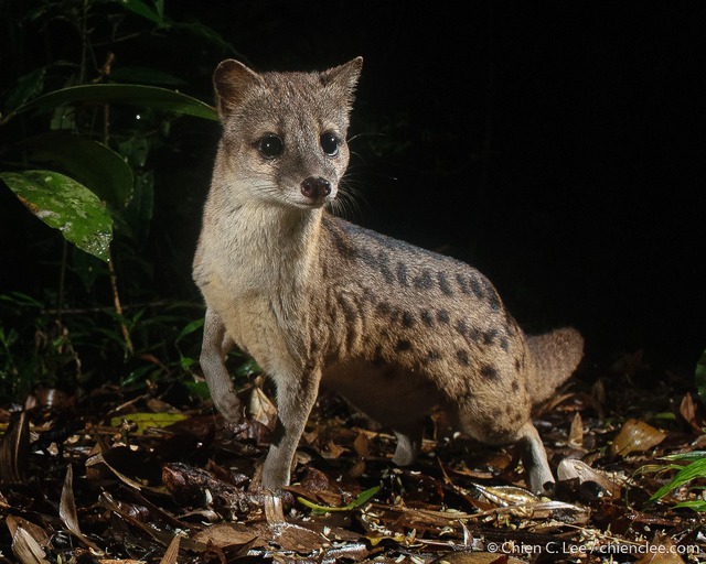 Hé lộ bí ẩn đằng sau quá trình giao phối kéo dài 8 giờ của loài cầy hương Madagascar, loài có thời gian giao phối lâu nhất hành tinh! - Ảnh 4.