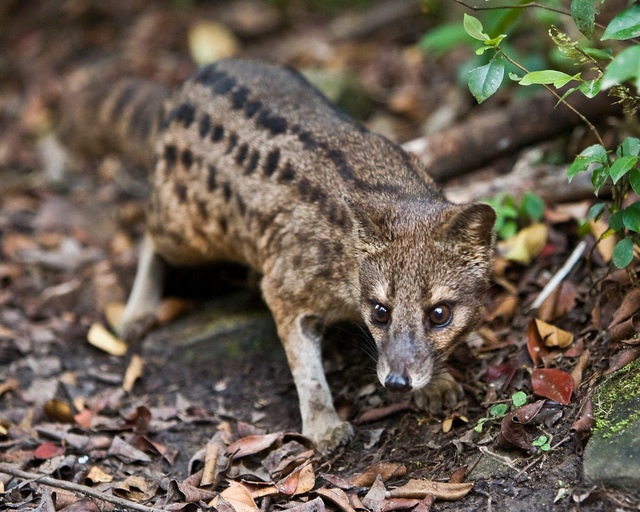 Hé lộ bí ẩn đằng sau quá trình giao phối kéo dài 8 giờ của loài cầy hương Madagascar, loài có thời gian giao phối lâu nhất hành tinh! - Ảnh 3.