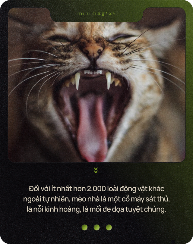 Mèo của bạn ở nhà ngoan lắm, nhưng một khi lẻn được ra ngoài, chúng sẽ trở thành nỗi khiếp sợ của hệ sinh thái- Ảnh 18.