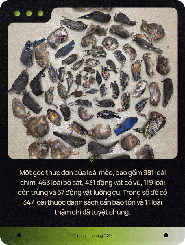 Mèo của bạn ở nhà ngoan lắm, nhưng một khi lẻn được ra ngoài, chúng sẽ trở thành nỗi khiếp sợ của hệ sinh thái- Ảnh 2. Mèo của bạn ở nhà ngoan lắm, nhưng một khi lẻn được ra ngoài, chúng sẽ trở thành nỗi khiếp sợ của hệ sinh thái- Ảnh 2.