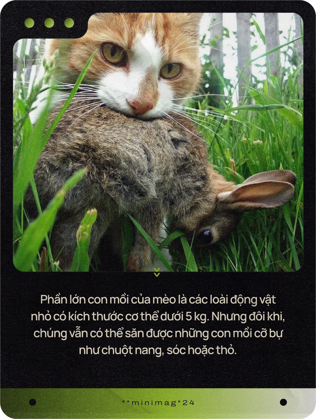 Mèo của bạn ở nhà ngoan lắm, nhưng một khi lẻn được ra ngoài, chúng sẽ trở thành nỗi khiếp sợ của hệ sinh thái- Ảnh 7.