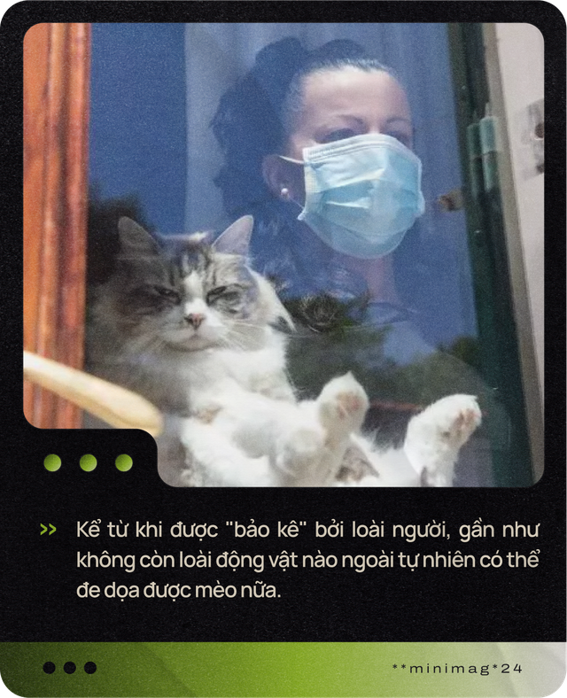 Mèo của bạn ở nhà ngoan lắm, nhưng một khi lẻn được ra ngoài, chúng sẽ trở thành nỗi khiếp sợ của hệ sinh thái- Ảnh 16.