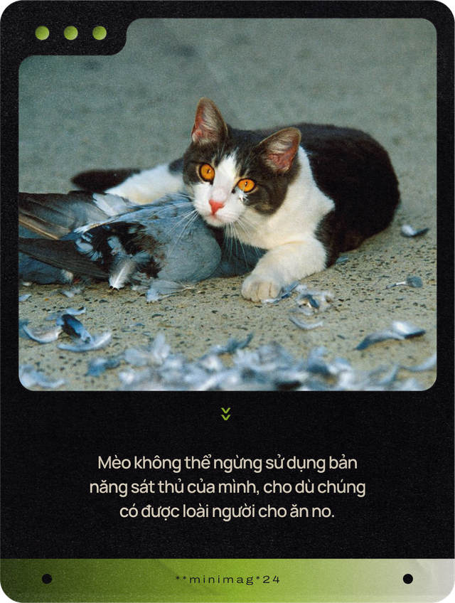Mèo của bạn ở nhà ngoan lắm, nhưng một khi lẻn được ra ngoài, chúng sẽ trở thành nỗi khiếp sợ của hệ sinh thái- Ảnh 17.