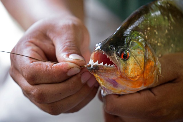 Tại sao cá piranha vô cùng hung dữ nhưng vẫn không thể thống trị sông Amazon?- Ảnh 3. Tại sao cá piranha vô cùng hung dữ nhưng vẫn không thể thống trị sông Amazon?- Ảnh 3.