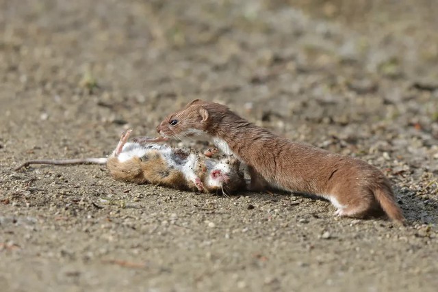 Tại sao người xưa tin rằng không thể giết được chồn? Nghiên cứu khoa học cho thấy thực sự không thể giết chúng!- Ảnh 5. Tại sao người xưa tin rằng không thể giết được chồn? Nghiên cứu khoa học cho thấy thực sự không thể giết chúng!- Ảnh 5.