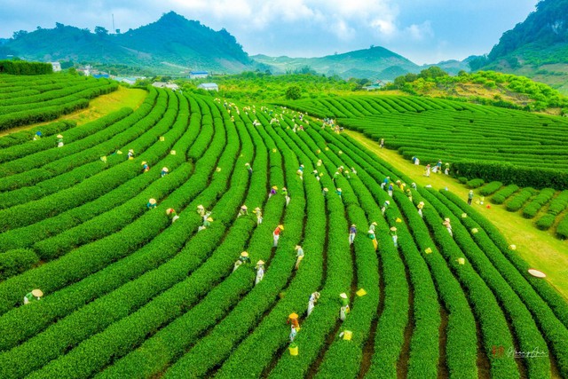 Phát hiện nơi có hoa mai anh đào cách thị trấn Sa Pa chỉ 8km: Thời gian nở rộ du khách cần lưu ý kẻo bỏ lỡ- Ảnh 2.