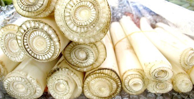 Không tậu cây thông, quốc gia tỷ dân chọn loại cây này để chơi Noel: Ở Việt Nam nhiều nhà cho không- Ảnh 2. Không tậu cây thông, quốc gia tỷ dân chọn loại cây này để chơi Noel: Ở Việt Nam nhiều nhà cho không- Ảnh 2.