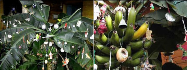 Không tậu cây thông, quốc gia tỷ dân chọn loại cây này để chơi Noel: Ở Việt Nam nhiều nhà cho không- Ảnh 1. Không tậu cây thông, quốc gia tỷ dân chọn loại cây này để chơi Noel: Ở Việt Nam nhiều nhà cho không- Ảnh 1.