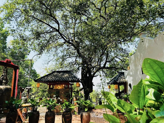 Phát hiện ngôi chùa có cây cổ thụ trăm tuổi, cách Hà Nội chỉ hơn 1 giờ lái xe, phù hợp đi lễ dịp đầu năm- Ảnh 3. Phát hiện ngôi chùa có cây cổ thụ trăm tuổi, cách Hà Nội chỉ hơn 1 giờ lái xe, phù hợp đi lễ dịp đầu năm- Ảnh 3.