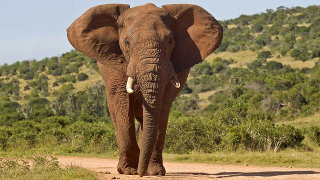 Chuyện "kiến giết voi" có thể xảy ra thật trong tự nhiên không? Nhà khoa học lý giải- Ảnh 2.